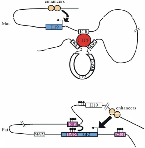 Figure 2. Chromatin loop structure at the protein orchestrate chromatin structure. On the maternal allele, CTCF interact with ICR but also with DMR1 of trix attachment region (MAR3)