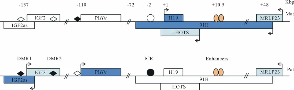 Figure 3. News transcripts at the expressed after birth from paternal allele. white rectangle