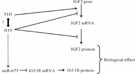 Figure 4. Regulation of IGF by H19 and its antisense transcript 91H. Arrows represent positive regulation (    ) and vertical bar negative regulation (    )