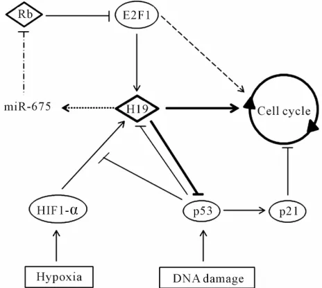 Figure 5. Regulation of cell cycle by H19. Proteins are represented by circle, RNA by diamond, cellular stress by 