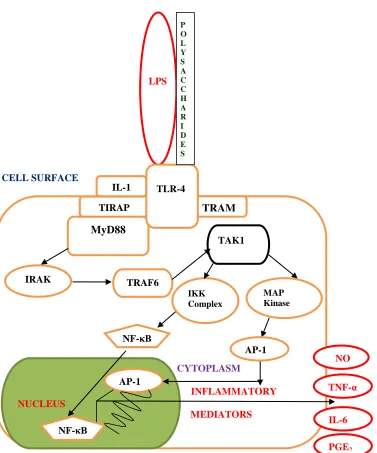 Figure 1.5 – LPS and Plant polysaccharides initiation of Innate Immune response via TLR-4 