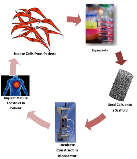 Figure 2.1: A diagrammatic representation of the in vitro tissue engineering process; where a cell-seeded scaffold is matured in vitro in a bioreactor prior to implantation into the patient