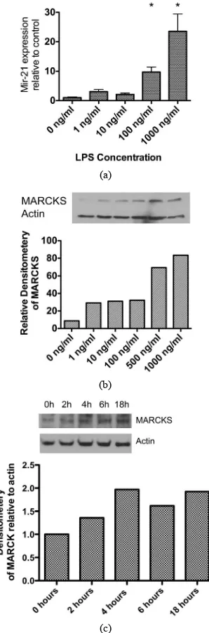 Figure 2. (a) Expression of miR-21 in HBE1 cells is in- creased in a concentration—dependent manner after expo- 