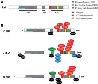 Figure 1.4. Structure, conserved regions and regulatory phosphorylation sites 