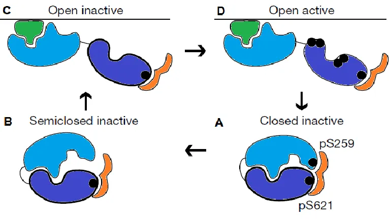 Figure 1.6. Summary of the activation cycle of c-Raf. (A) The N-terminal 