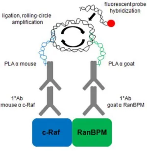 Figure 3.1. Summary of the in situ PLA. Primary antibodies against two proteins of interest are incubated with fixed and permeabilized cells