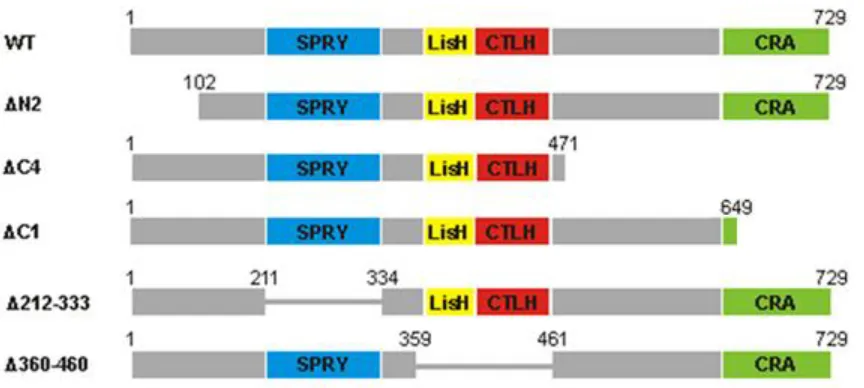 Figure 3.3. Full-length RanBPM and deletion mutants chosen for analysis. WT, ΔN2, ΔC4, ΔC1, Δ212, and Δ360 RanBPM constructs were cloned into the mammalian expression vector pCMV-HA