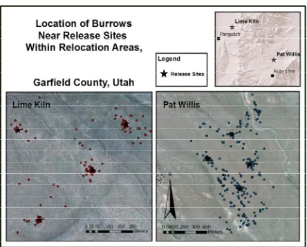Figure 4. Locations of Utah prairie dog burrows in relation to the release sites within both relocation study areas