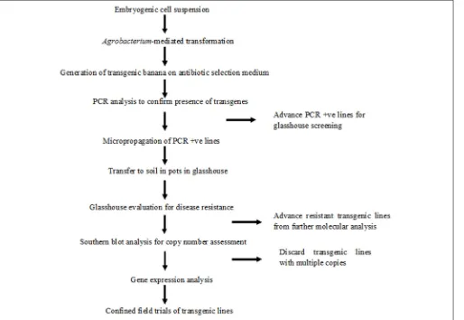 TABLE 2 | Transgenic plants generated using various gene constructs and embryogenic cell suspensions of “Cavendish Williams,” “Gros Michel,” and