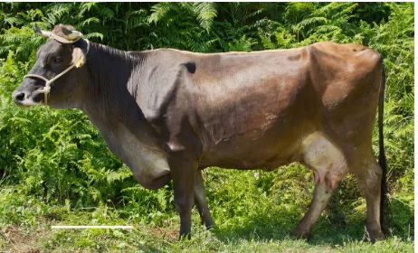 Figure 1. A female cow of “Agerolese” cattle breed. Bar = 50 cm.  