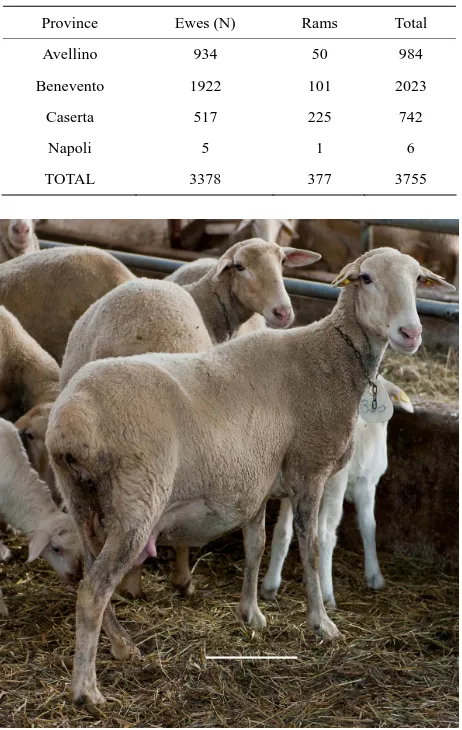 Table 1. Numbers of Laticauda sheep in Campania by pro- vince. 