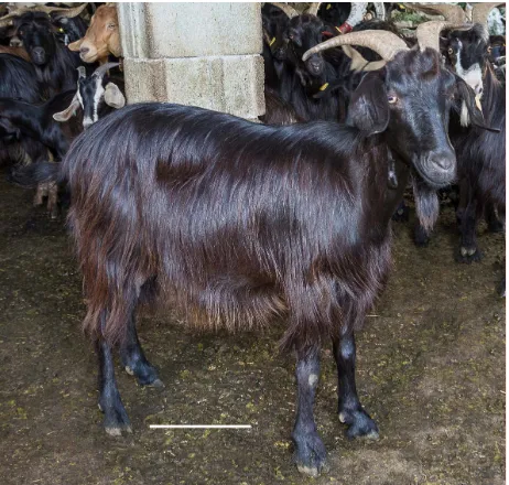 Figure 5. The “Cilentana” black goat breed. Bar = 20 cm.  