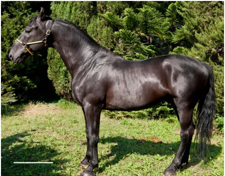 Figure 8. The “Napoletano” horse breed. Bar = 50 cm.
