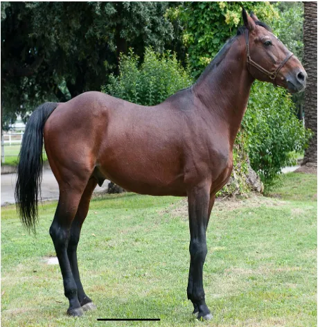 Figure 9. The “Salernitano” horse breed. Bar = 50 cm.  