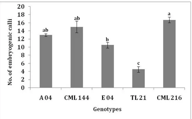 Fig. 3  Average number of type II embryogenic calli from three replicates per treatment induced from immature embryos  harvested at 12 DAP in A 04, CML 144, E 04, TL 21 and CML 216 genotypes cultured at 3 mg/L dicamba concentration