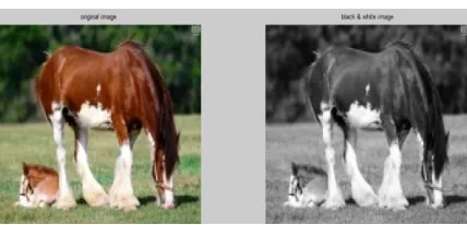 Fig. 2.1: Black and White image 