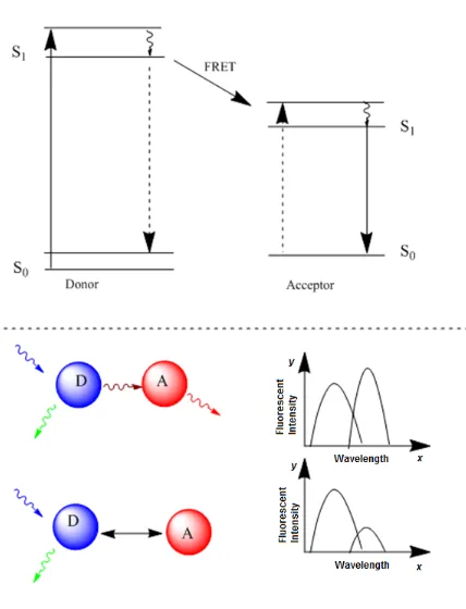 Figure 1.1 Schematic illustration of FRET process 