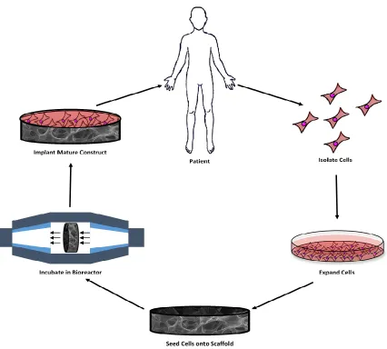 Figure 2-1: Schematic diagram showing the essential stages of scaffold-guided tissue engineering 