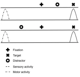 Figure 1. Sensory- and motor-related spatial properties of a distractor in the antisaccade 