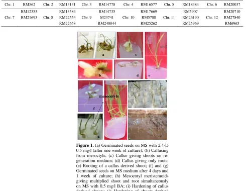 Figure 1. (a) Germinated seeds on MS with 2,4-D 0.5 mg/l (after one week of culture); (b) Callusing from mesoctyls; (c) Callus giving shoots on re-generation medium; (d) Callus giving only roots; (e) Rooting of a callus derived shoot; (f) and (g) Germinate