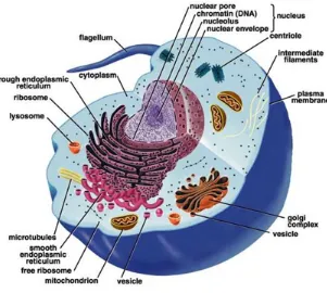 Figure 2.1:An eukaryotic cell. (from Wikipedia)