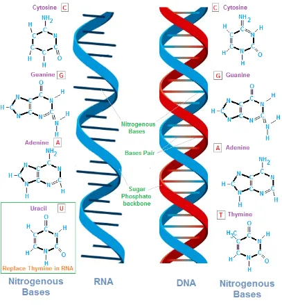 Figure 2.2:Structure of DNA and RNA.(http://chemistry.tutorvista.com/biochemistry/nucleic-acids.html)