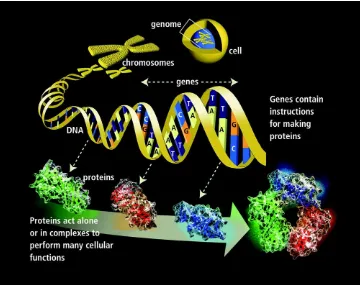Figure 2.4:Relationship of genome, chromosome and genesThe genome (inside the cell) contains all of an organism’s genetic instructions.(http://www.broadinstitute.org/blog/word-day-genome)