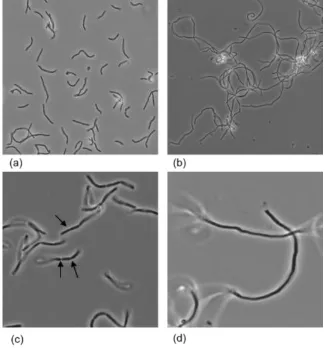 Figure 1: Phase-contrast images of WT GR-1 and CMPG10200 strains  