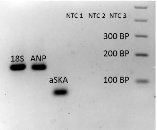 Figure 2. PCR products from primer validation for real-time qPCR 