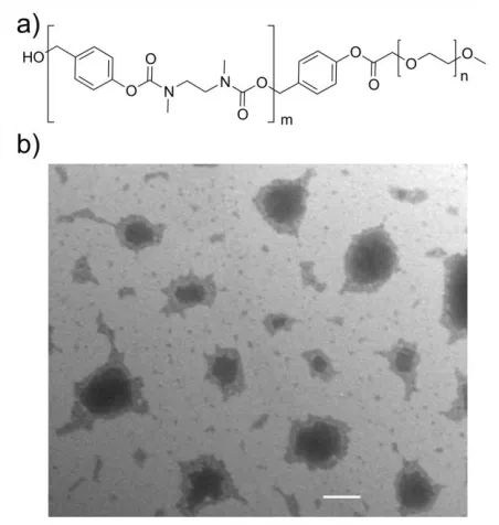 Figure 1. 16 a) Chemical structure of an amphiphilic self-immolative block copolymer; b) Transmission electron microscopy image of assemblies of this block copolymer formed in aqueous solution (scale bar = 100 nm)
