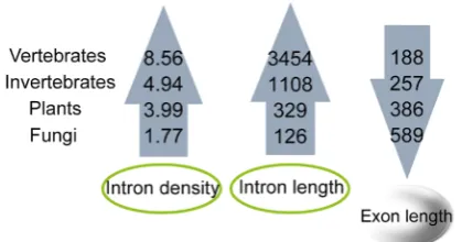 Figure 3. Trends of exon/intron length and density in eukaryotes. 