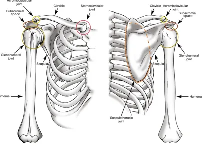 Figure 1.1: The shoulder complex Pictured is an illustration of the bones and joints of the shoulder complex