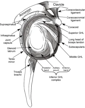 Figure 1.3: Soft tissue structures of scapula viewed from lateral. This figure illustrates the joint capsule, ligaments, musculotendinous junctions of the rotator cuff, triceps brachii, and long head of the biceps tendon