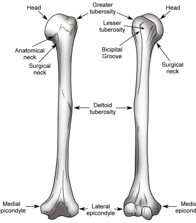 Figure 1.4: The osseous anatomy of the humerus. 