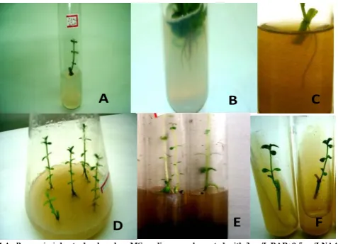 Fig 1 A: B.monnieri shoots developed on MS medium supplemented with 3mg/L BAP+0.5mg/I NAAB: Rooting of B.monnieri on MS medium supplemented with 1mg/L BAP+3mg/L IAA
