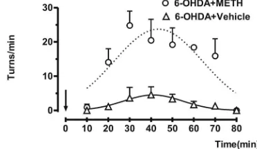 Figure 2. The ipsilateral turn behavior were induced by administration of METH (7 mg/kg sc) in rats with 6-OHDA