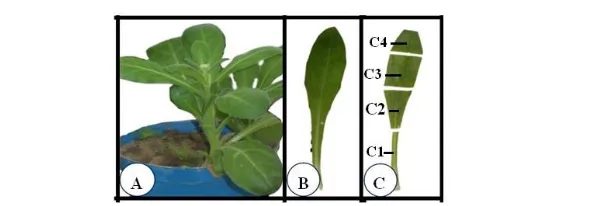 Fig.  1:  Preparation  of  axenic  leaf  clones  of  Marigold,   Calendula 