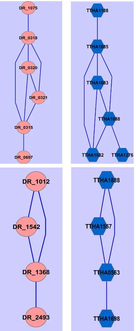 Figure 2. Common gene association sub-networks identified for D. radiodurans and T. thermophilus