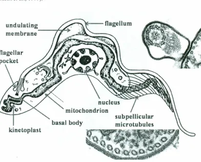 Figure 2.2. Structures of T. brucei. Source (Adapted From Vickerman, (1969).