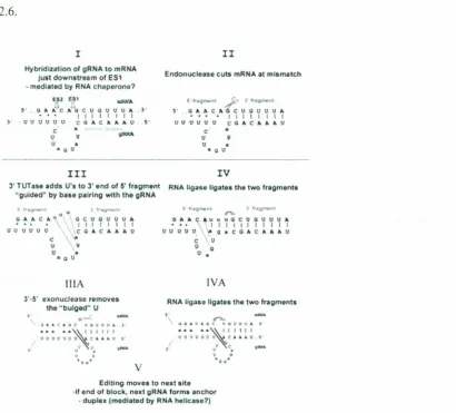 Figure 2.6. The enzyme cascade model for RNA editing. (I-IV) V-insertionediting.(IliA, IVA) If-deletionediting:( Adaptedfrom Simpson,2003)The second model proposesmultiple rounds of cleavage-ligationand draws