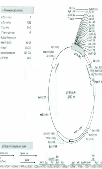 Figure 3.1.Map Of pT7 Blue-T Vector (Adapted From Novogen, Inc, (1998).