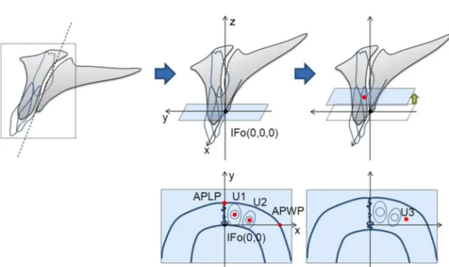 Figure 1. Measurement method using three-dimensional CBCT tomographic images. IFo (0, 0, 0): Most posterior point of the posterior margin of the incisive foramen (IFo: inci-sive fossa)