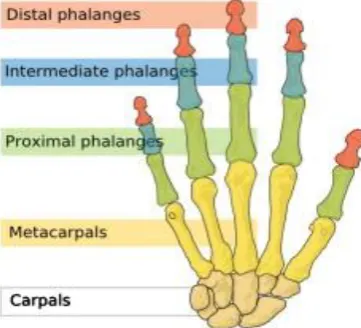 Fig 2 shows the details of joints of hand. 