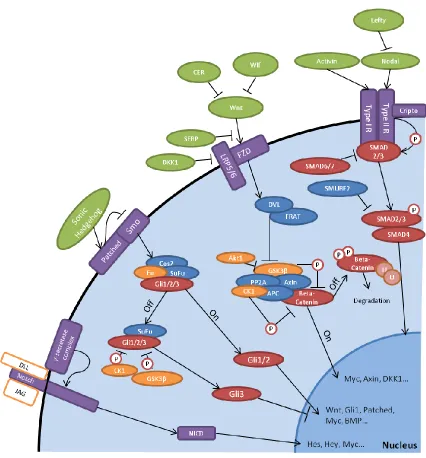 Figure 1. Stem cell signaling pathways. Notch, Hedgehog, Wnt, and Activin/Nodal 