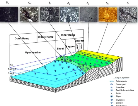 Figure 8. Depositional environment model of Hermez Formation in Darin section. 