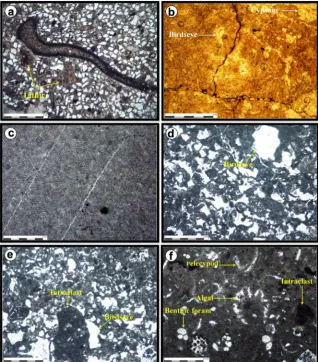Figure 4. Carbonate microfacies and siliciclastic petrofacies of tidal flat environment fenestral gypsiferous mudstone microfacies; (c) Oxidized dolomudstone microfacies; in Hermez Formation, Darin section: (a) Sublitharenite petrofacies; (b) Dolomitized (