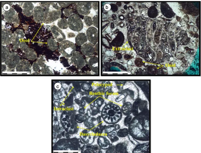 Figure 5. Carbonate microfacies of lagoon environment in Hermez Formation, Darin dasycladacea packstone microfacies; (c) Gostropod pelecypoda wackstone microfacies