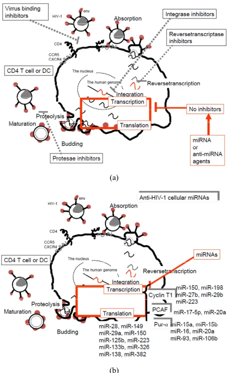 Figure 3. Anti-HIV-1 drugs and miRNAs in the viral life cycle. (a) No HIV-1 inhibitors for viral transcription and translation