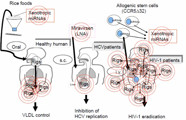 Figure 4. Application of sequence specific QRL for human diseases. The QRL may operate not only fine tuning of gene ex-pression but also the programmed evolution, therefore the QRL could be related with spontaneous RigDs and inheritable liferation