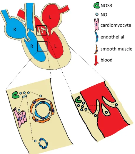 Figure 1.1. NOS3 is crucial during heart development. NO produced from NOS3 may 